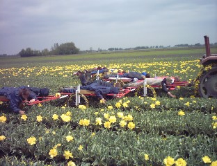 De nakopkarren / frame